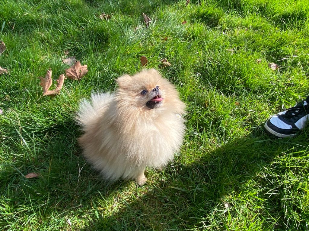 De La Foret D'Orion Umi